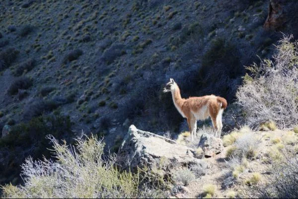 guanacos