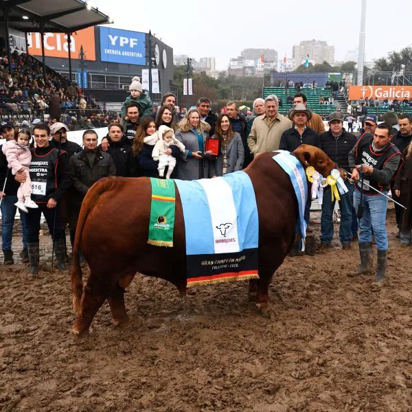 Gran Campeon Macho