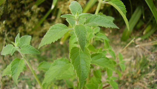 peperina