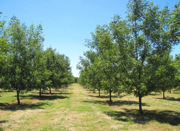 nuez-pecan-plantacion