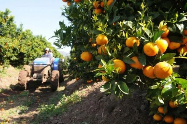 campos-nuevos-alientan-el-crecimiento-de-las-exportaciones-d-4125