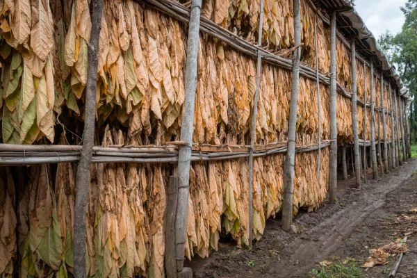 ACOPIO-DE-TABACO-2