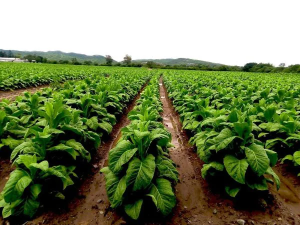 el-tabaco-una-produccion-regional-tradicional-del-noa-argentino