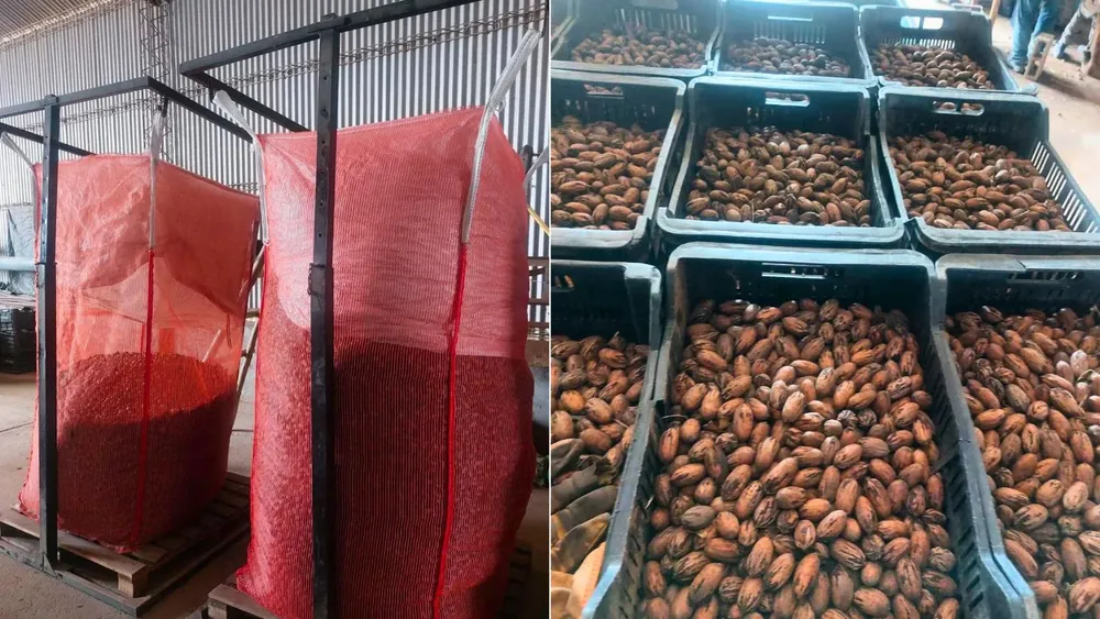pecan