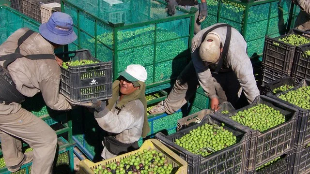 cosecha-aceitunas
