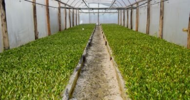 Impulsan el desarrollo olivícola sustentable en Catamarca