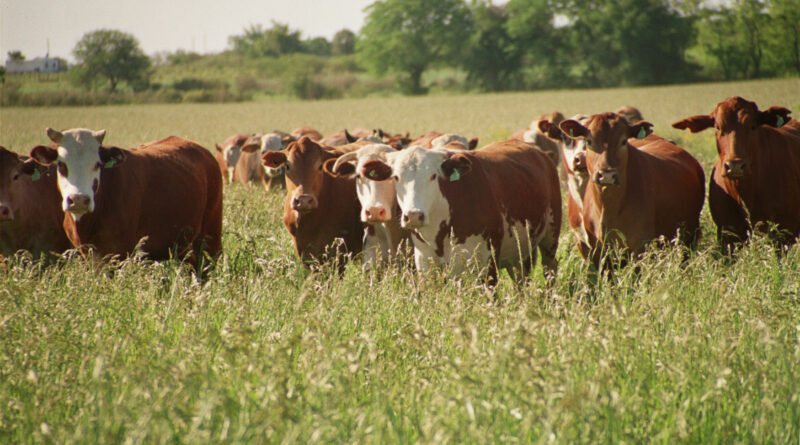 Argentina bate récords en exportación de carne vacuna en 2024