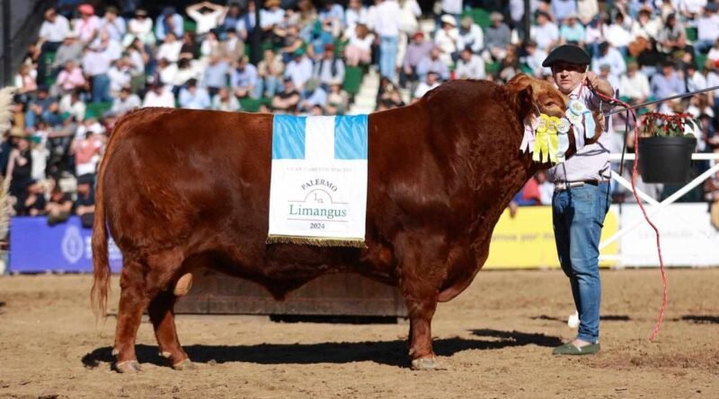 Resaltan la demanda y los valores alcanzados por los Limangus: vendieron un toro a $25 millones