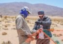 Se lanza la temporada de esquila de Vicuñas