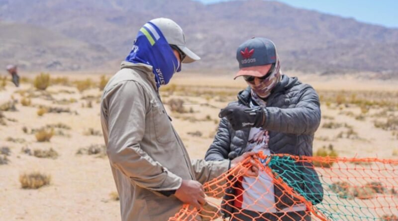 Se lanza la temporada de esquila de Vicuñas