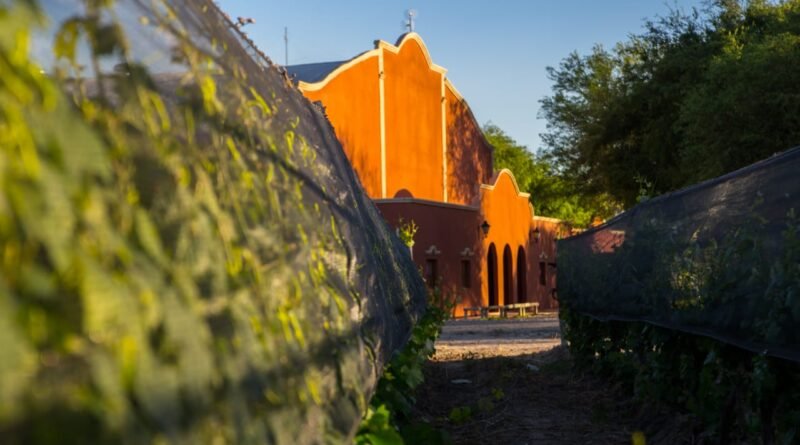 Vinos santamarianos se comercializan en el Reino Unido