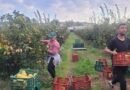TIPSE comprará membrillo a productores tinogasteños para garantizar una venta «segura y rentable»