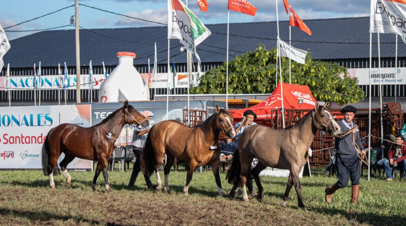 La pasión por el caballo Criollo tuvo su evento central en Las Nacionales