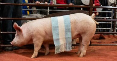 “Don Valentín”, la cabaña porcina que en un año calendario logró reunir 24 títulos nacionales