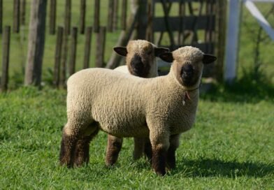 LA ASOCIACIÓN CRIADORES HAMPSHIRE DOWN LANZA SU NUEVA WEB PARA POTENCIAR LA RAZA OVINA EN ARGENTINA